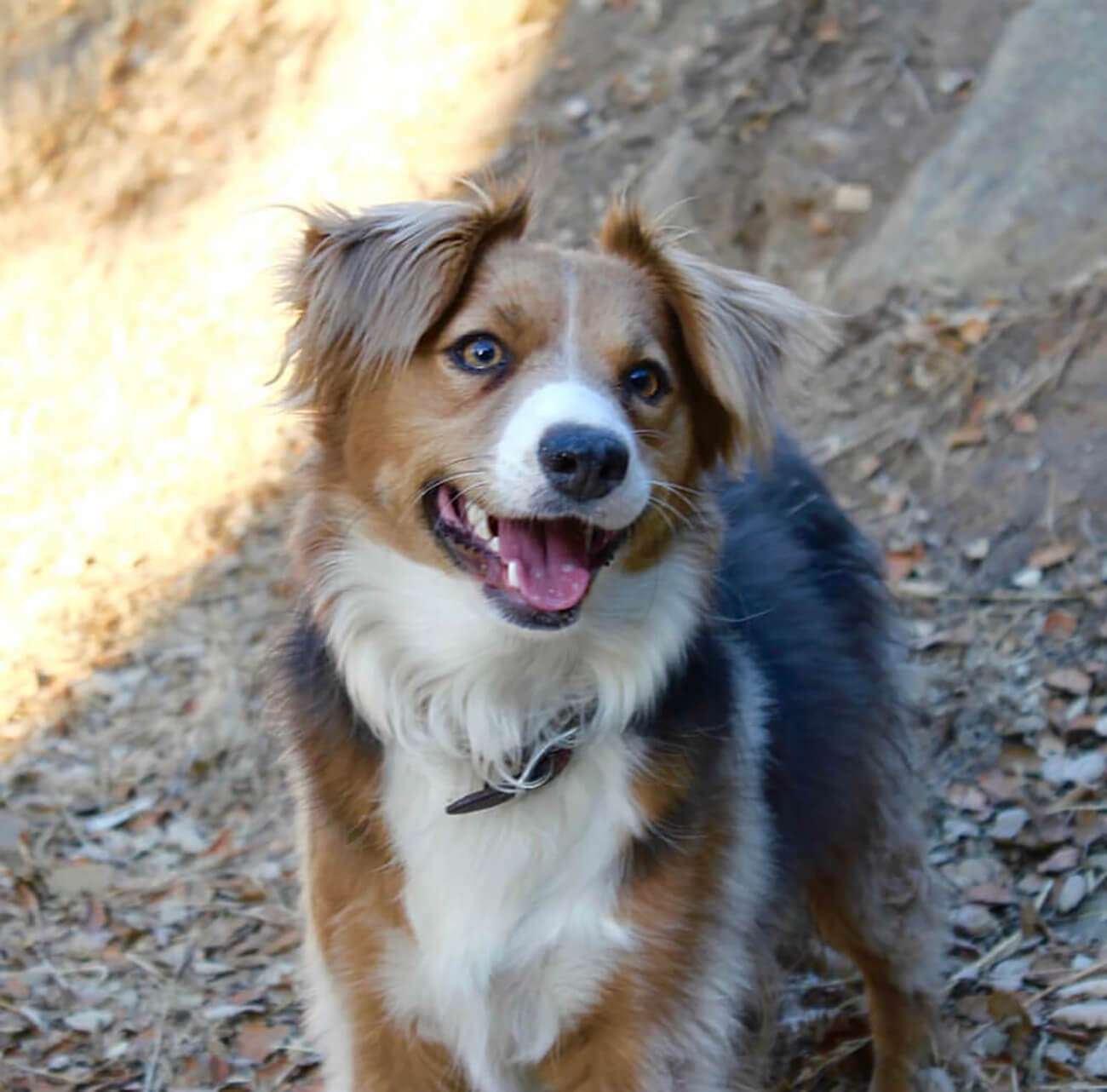 Dog out hiking