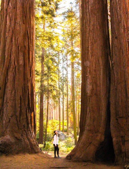 woman standing under tall sequoia trees in California