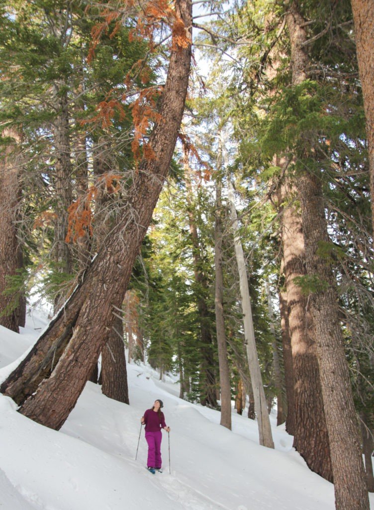 woman looking over bended tree in Mammoth Lake 2