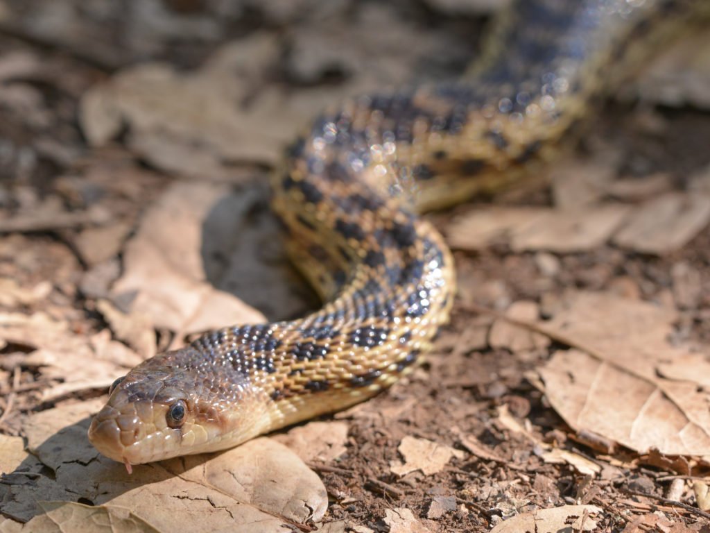 snake on hiking trail