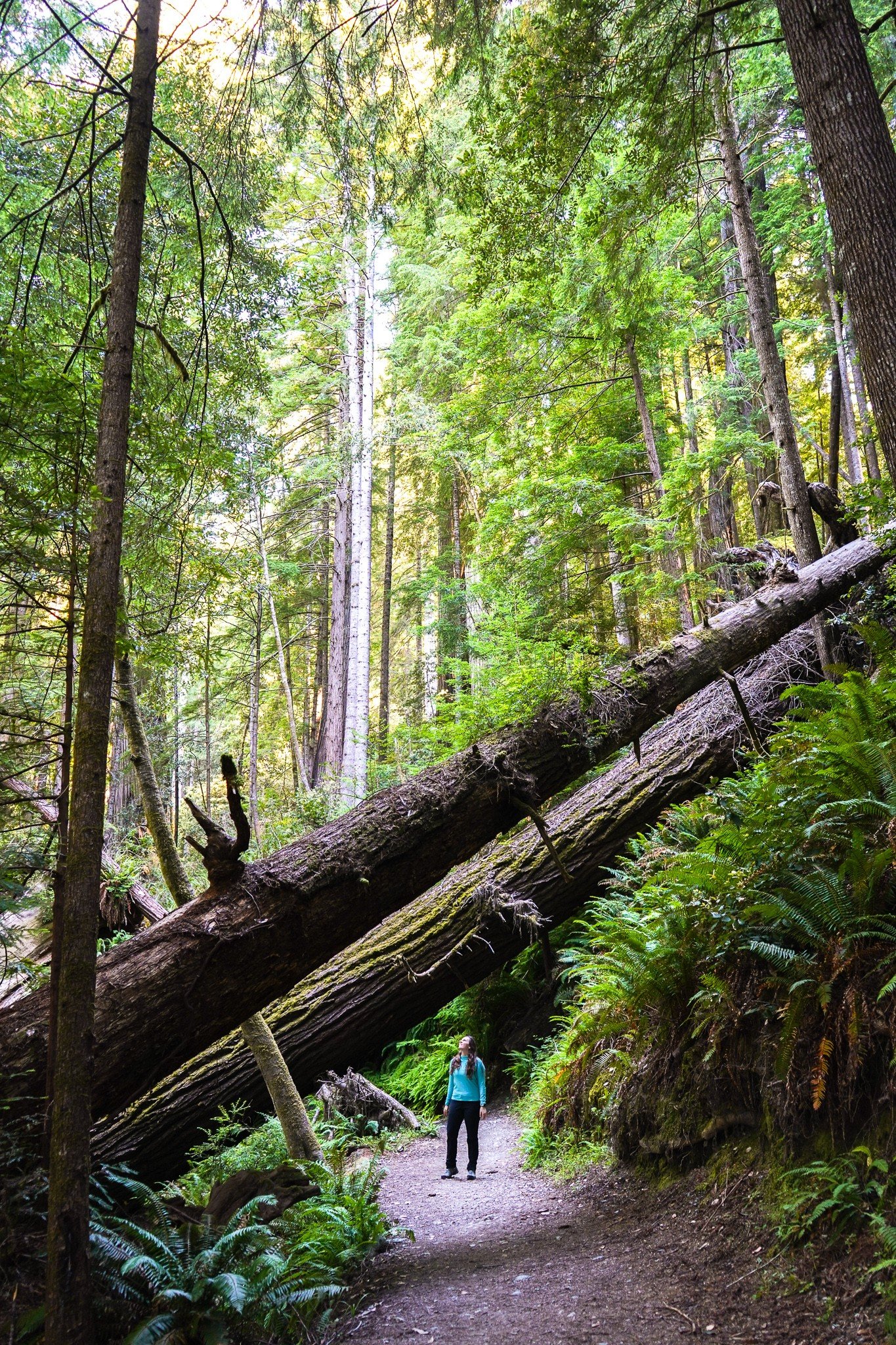 women hiking in redwood national park