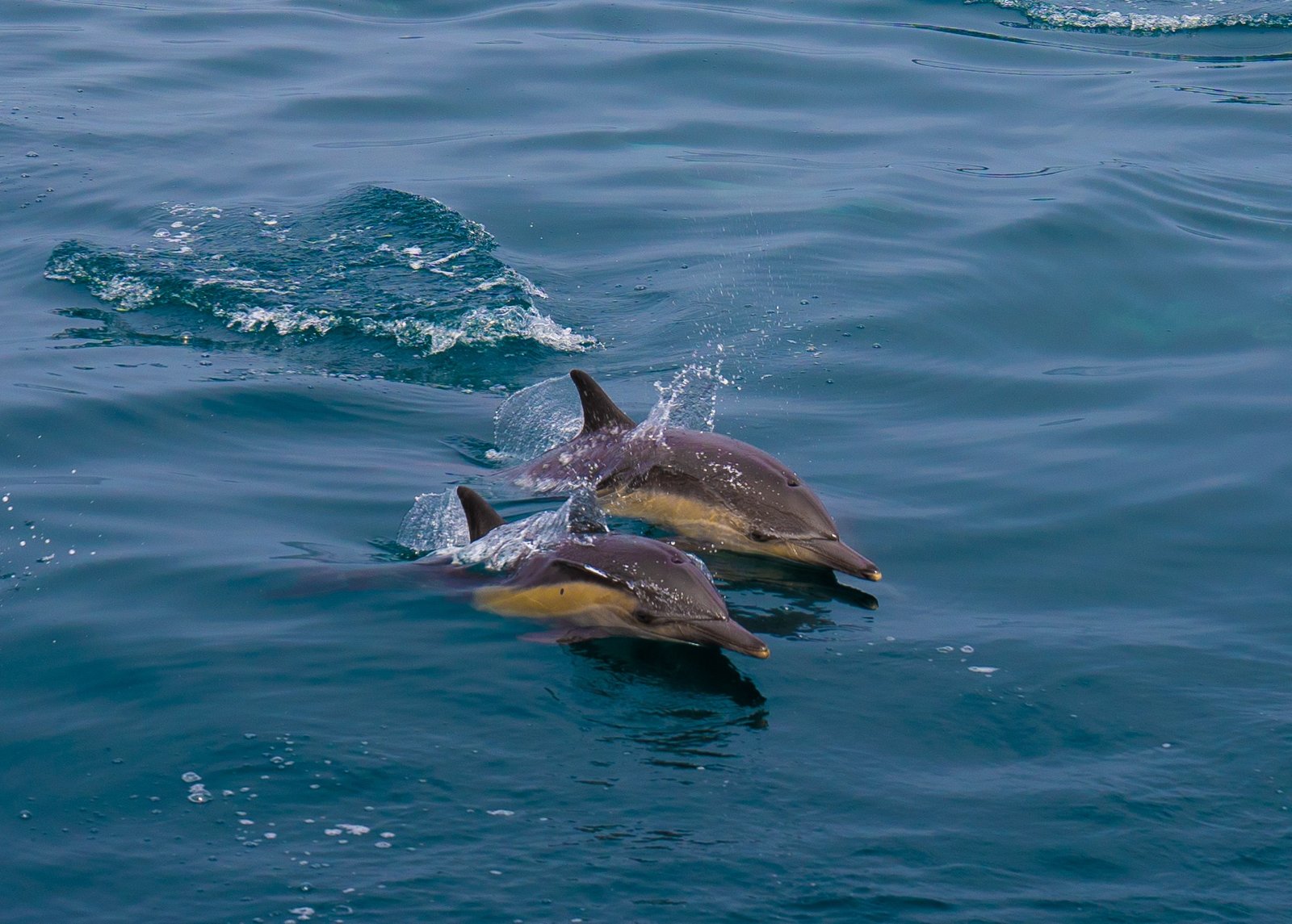 dolphins in channel islands national park