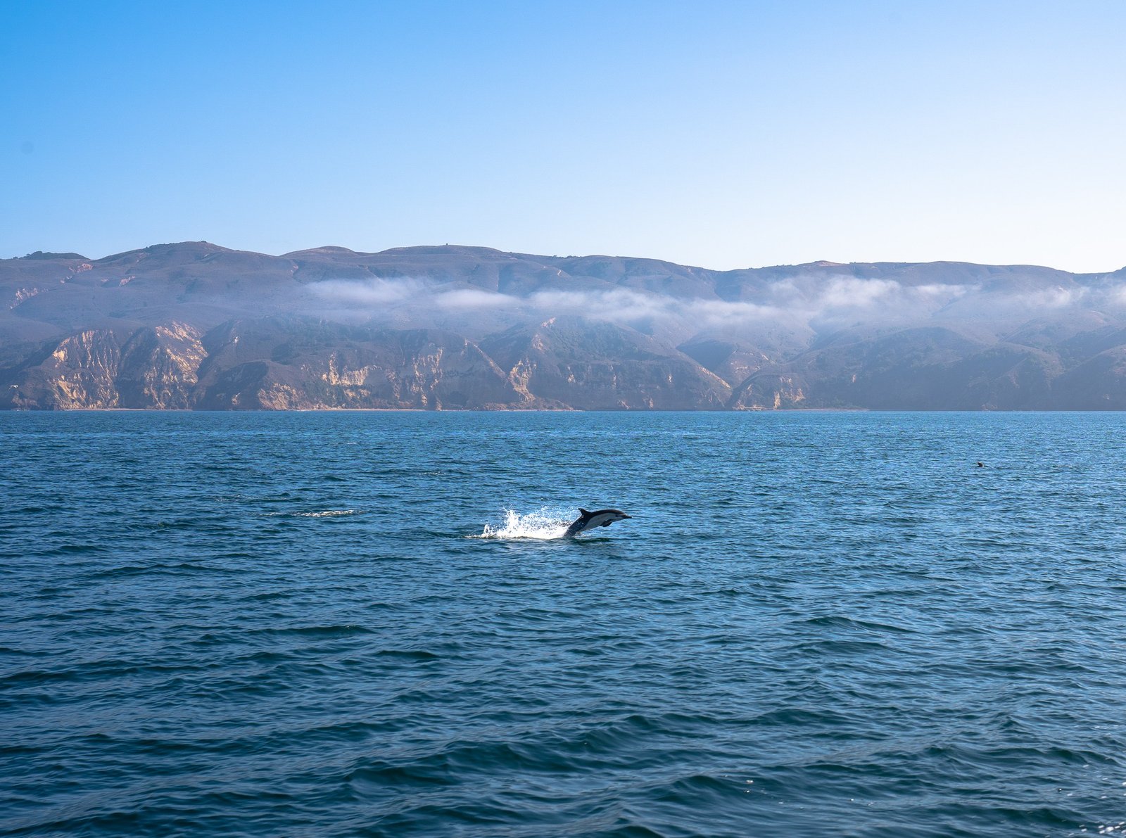 dolphin jumping from the water in channel islands national park