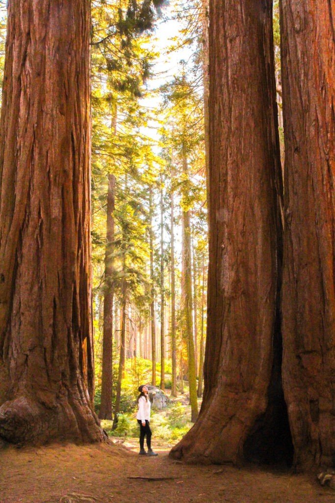 woman hiking in giant sequoia trees