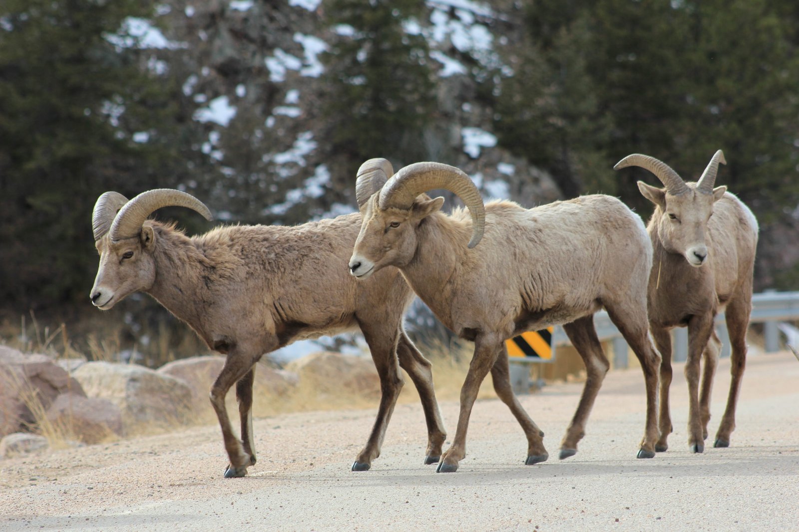 photo of big horn sheeps in rocky mountain national park